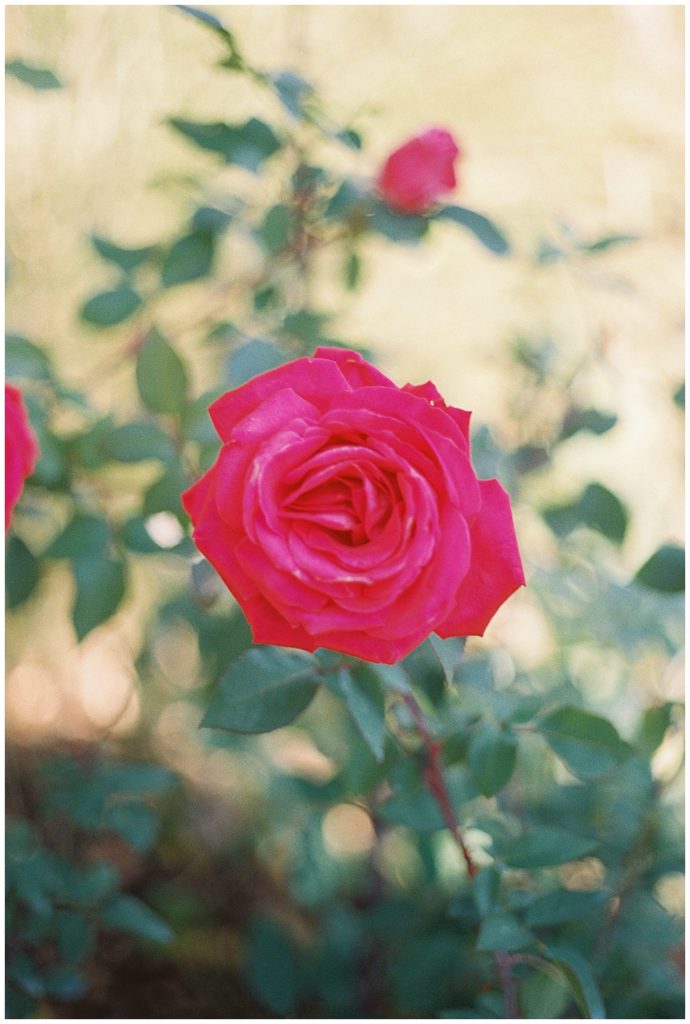 A rose in a garden