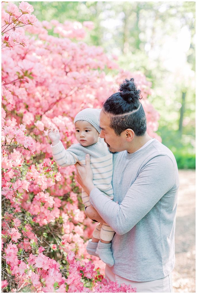 Father holds infant son up to the pink azaleas at Brookside Gardens