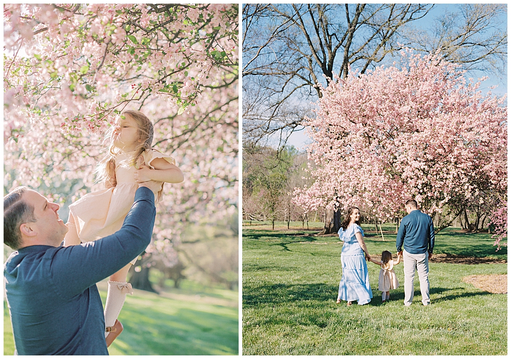 A family walks towards a big cherry tree and the dad lifts the toddler daughter up to smell the blossoms