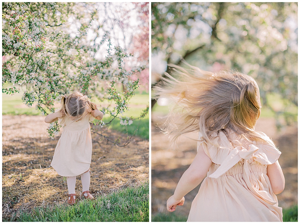 A toddler girl runs towards a cherry blossom tree and hold her hair