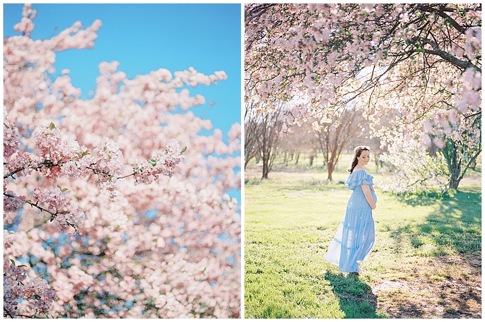 An expecting mother wears a blue dress and has her hands on her belly by the Kwanzan cherry trees at the National Arboretum