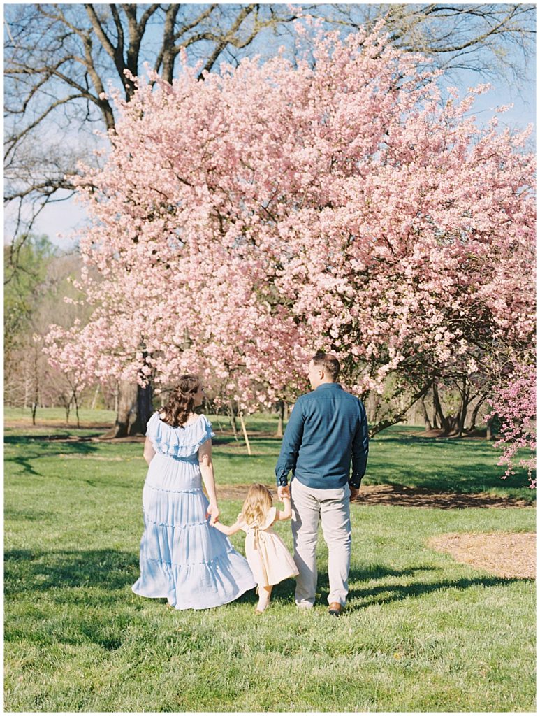 Mother and father walk, holding their toddler daughter's hand, towards a pink Kwanzan cherry tree at the National Arboretum in DC