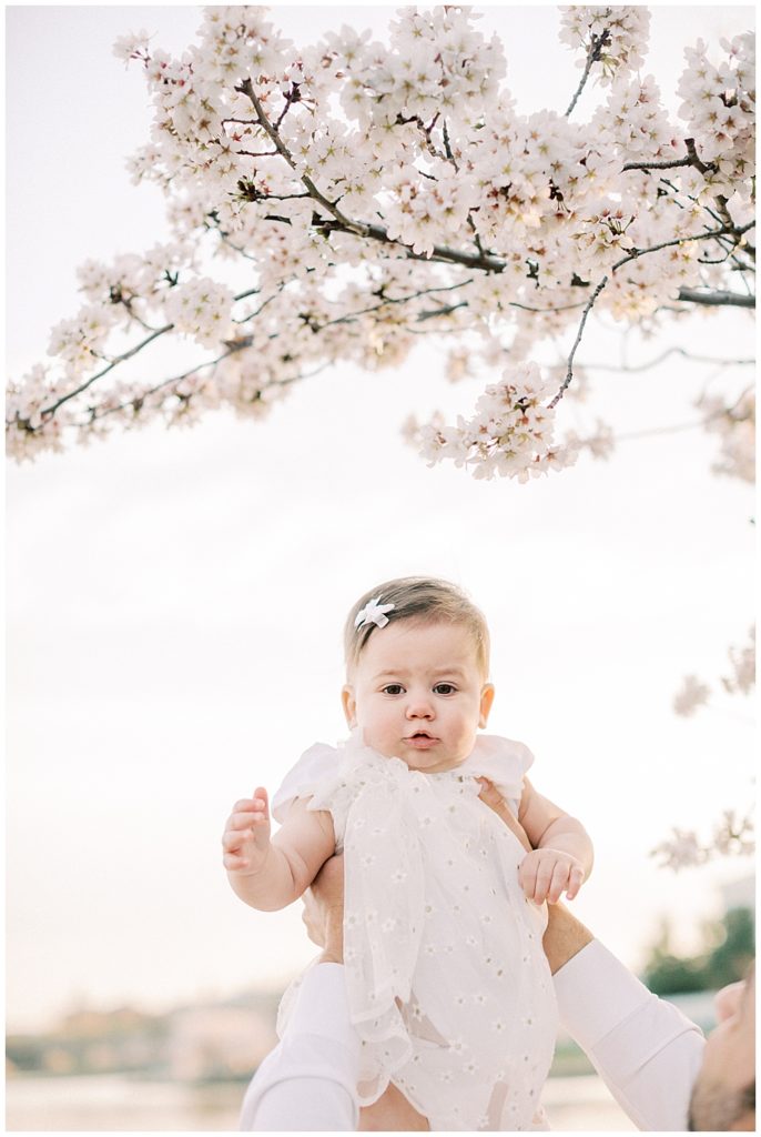 A baby girl is held up to the cherry blossom trees in DC