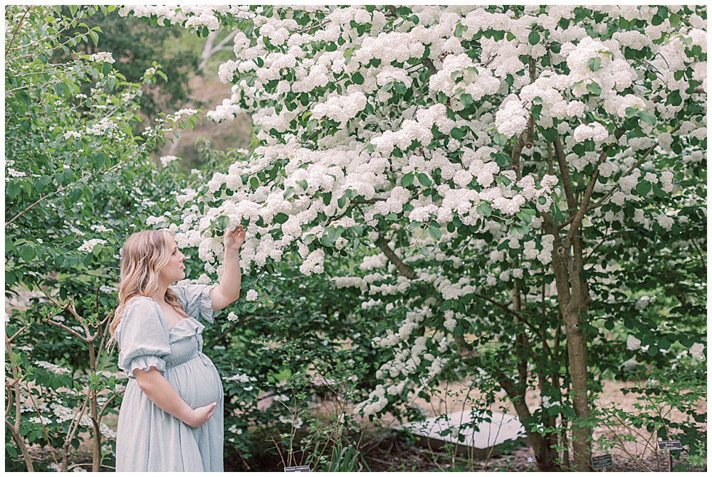 A pregnant mother cradles her belly and brings a hand up to the white flowers on the tree.
