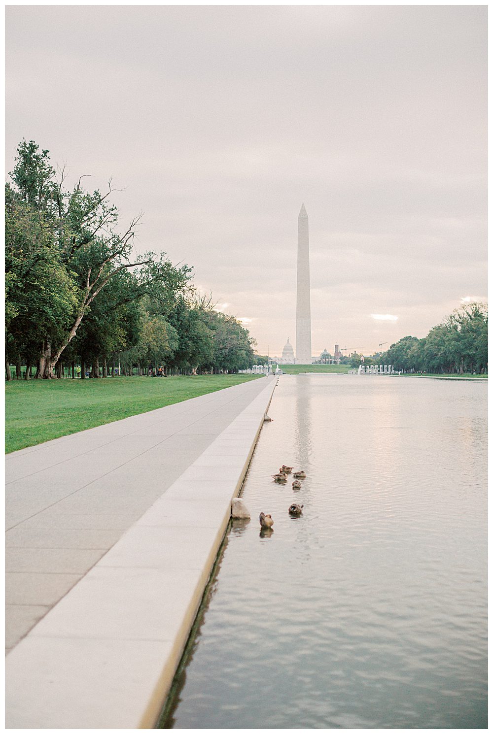 Ducks play in water at DC reflecting pool.