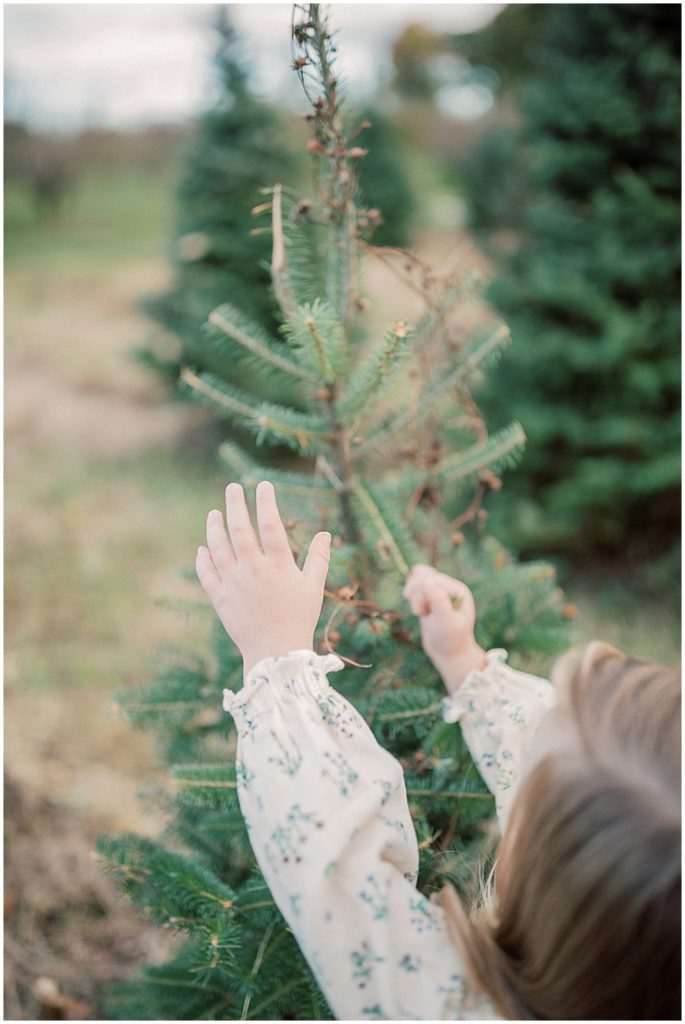 Little girl reaches for tree branch during Christmas tree farm mini sessions at Butler's Orchard.