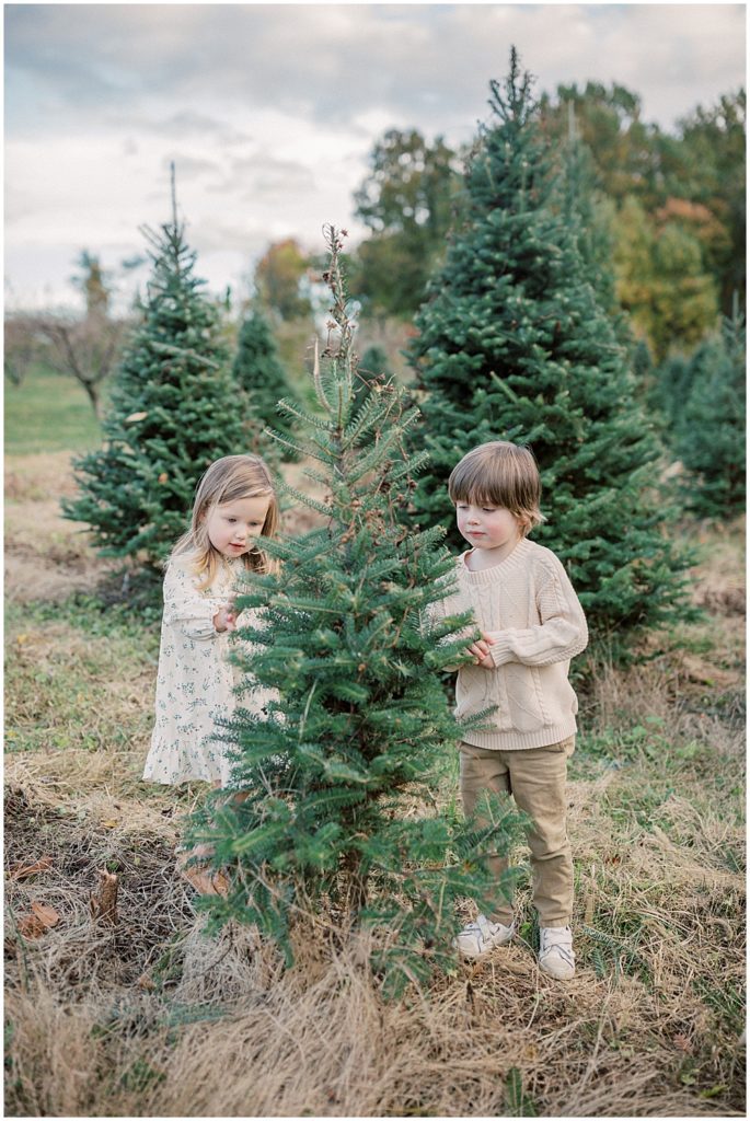 Little boy and little girl touch small Christmas tree during Christmas tree farm mini sessions at Butler's Orchard.