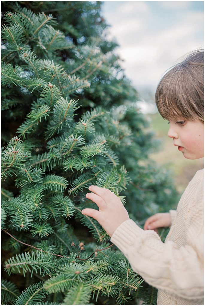 Little boy touches Christmas tree during Christmas tree farm mini sessions at Butler's Orchard.