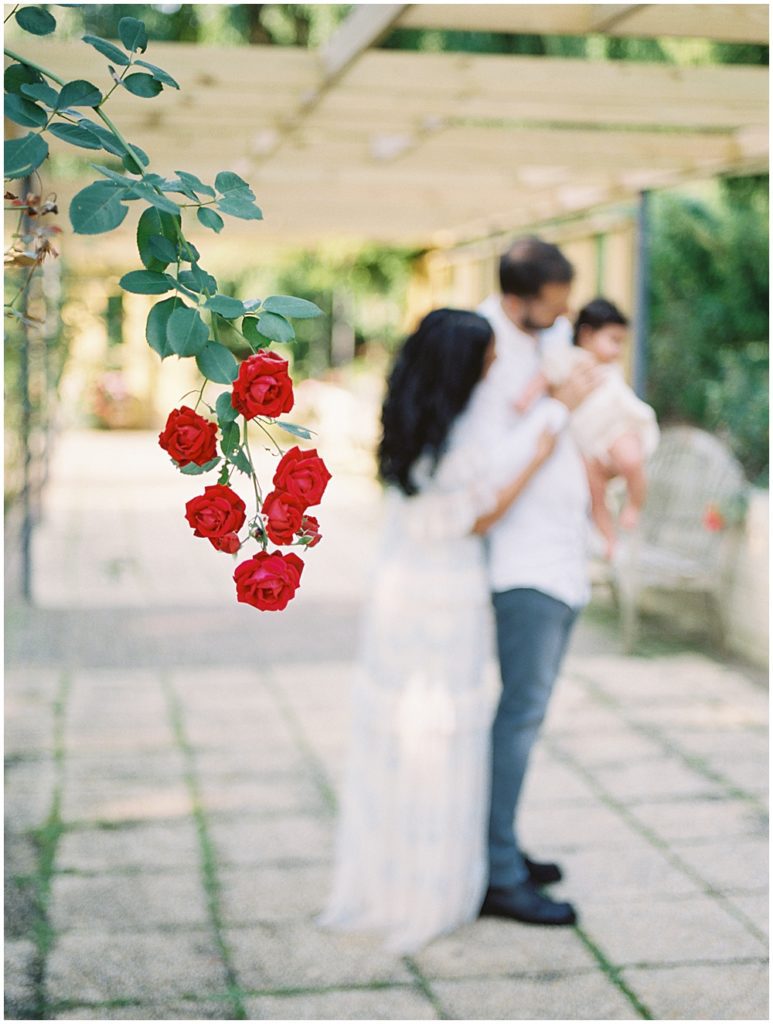 Close up of red roses in a garden with a family farther back, holding their infant daughter.