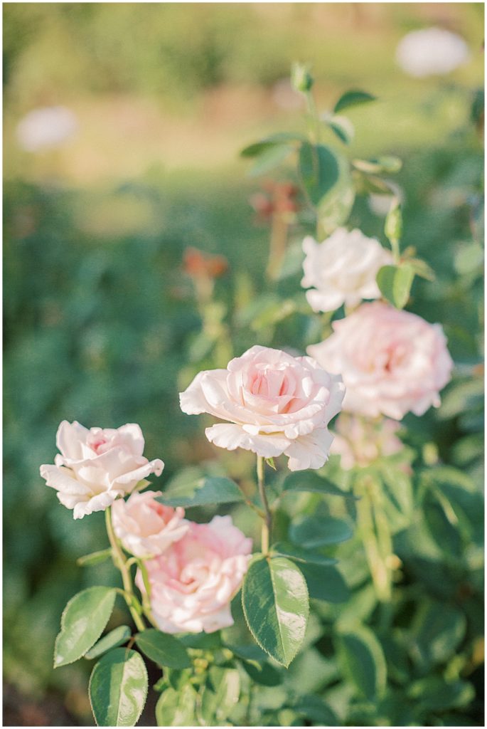 Pink roses at Bon Air Rose Garden.