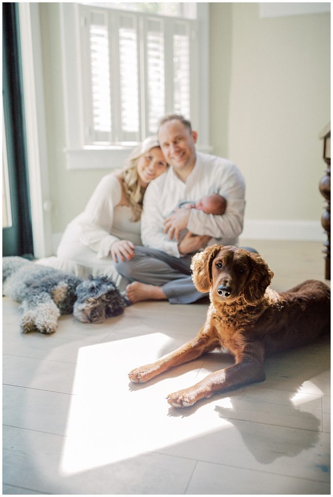 Two dogs sit and lay down with new mom and dad during newborn session with dogs in Washington, DC.