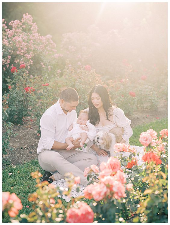 New parents sit in a rose garden with their baby girl and dog photographed by Alexandria Newborn Photographer Marie Elizabeth Photography.