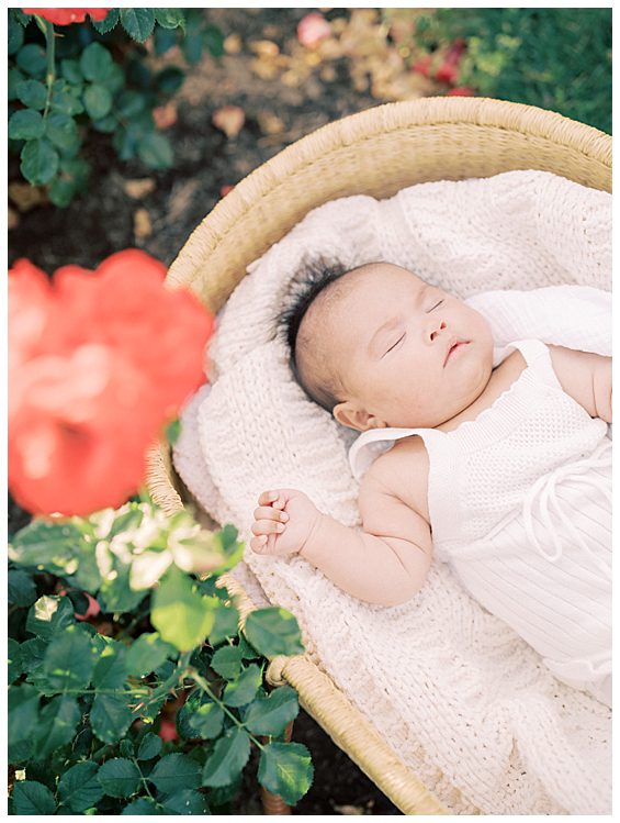 Baby girl sleeps in a Moses basket with a rose in the foreground.