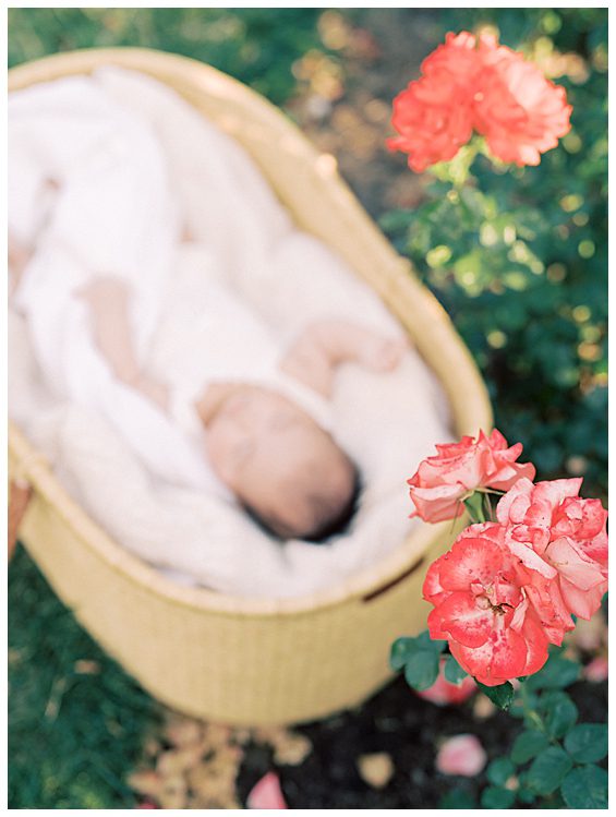 Newborn baby lays in Moses basket in background with rose in foreground in Bon Air Rose Garden in Alexandria, VA.