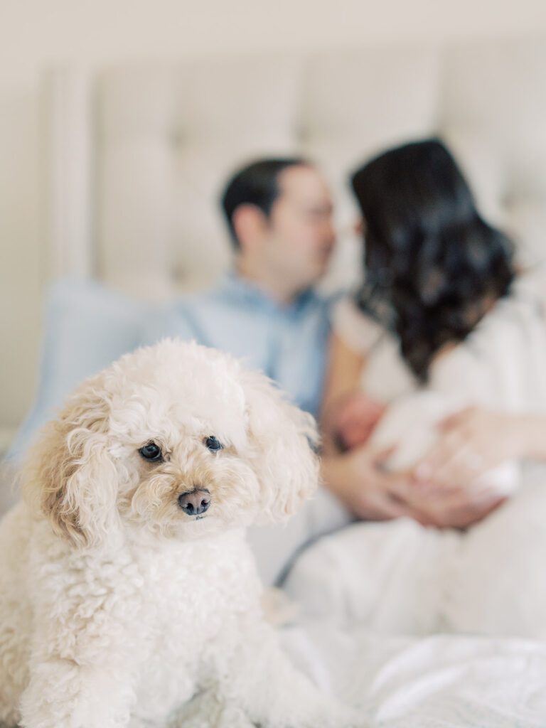 Poodle sits on bed while mother and father sit behind her, holding their newborn baby.