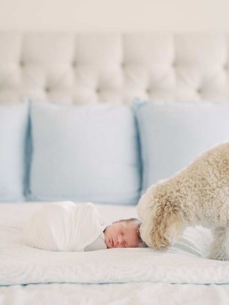 A white dog sniffs the head of a baby swaddled in white on a bed during their Georgetown newborn session.