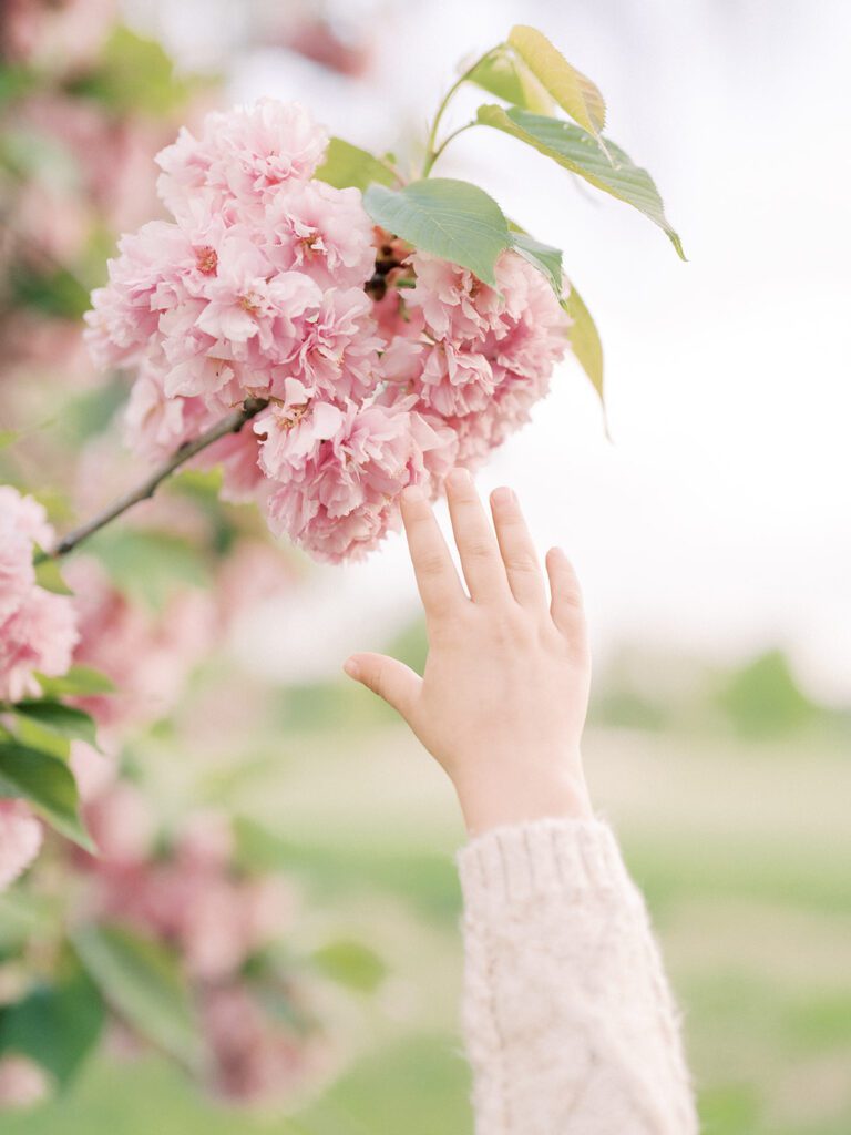 A little boy's hand reaches up for a pink cherry blossom.